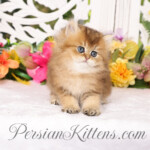 Golden Chinchilla Persian