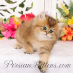 Golden Chinchilla Persian