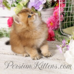 Golden Chinchilla Persian