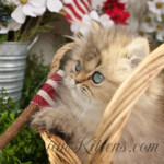Golden Persian for sale