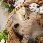 Golden Persian for sale