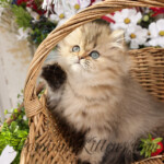 Golden Persian for sale