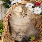 Golden Persian for sale