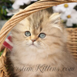 Golden Persian for sale