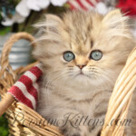Golden Persian for sale