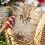 Golden Persian for sale