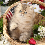 Golden Persian for sale