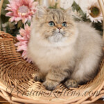 Persian kittens for sale