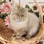 Persian kittens for sale