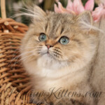 Persian kittens for sale