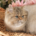Persian kittens for sale