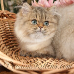 Persian kittens for sale