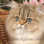 Persian kittens for sale