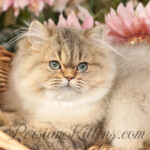 Persian kittens for sale