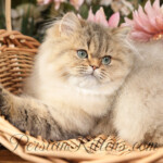 Persian kittens for sale