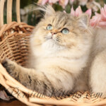 Persian kittens for sale