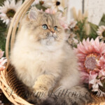 Persian kittens for sale