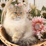 Persian kittens for sale