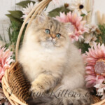 Persian kittens for sale