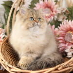 Persian kittens for sale