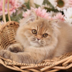 Chocolate Persian