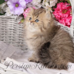 Teacup Persian