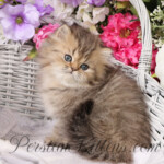 Teacup Persian