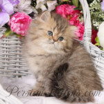 Teacup Persian