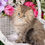 Teacup Persian