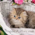 Teacup Persian