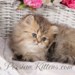 Teacup Persian