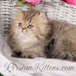 Teacup Persian