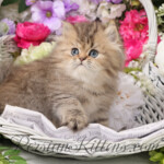 Teacup Persian