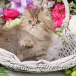 Teacup Persian