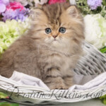 Teacup Persian