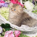 Teacup Persian