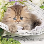 Teacup Persian