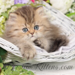 Teacup Persian