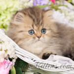 Teacup Persian