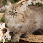 Persian kittens for sale