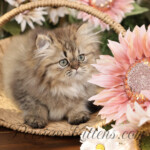 Persian kittens for sale