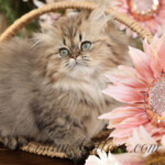 Persian kittens for sale