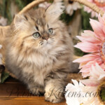 Persian kittens for sale