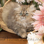 Persian kittens for sale