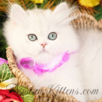Persiankittens.com