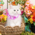 Persiankittens.com