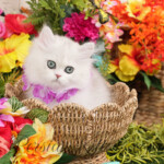 Persiankittens.com