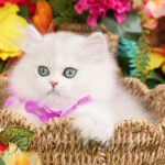 Persiankittens.com