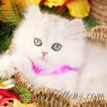 Persiankittens.com