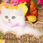 Persiankittens.com